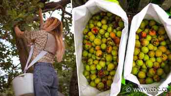 How a local fruit picking project is helping tackle food insecurity
