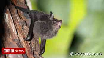Baby bats babble like humans