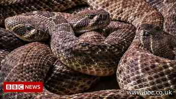 Nature: Rattlesnakes' sound 'trick' fools human ears