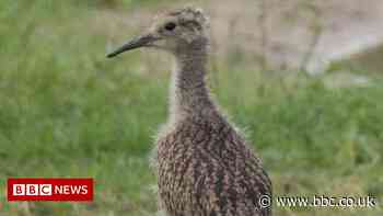 Reared curlews act like wild counterparts after release in Norfolk