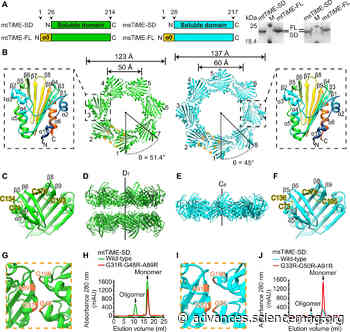 Identification and architecture of a putative secretion tube across mycobacterial outer envelope - Science Advances