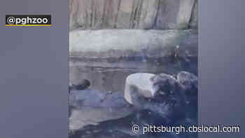 Otters Have A Friday Frolic At Pittsburgh Zoo And PPG Aquarium