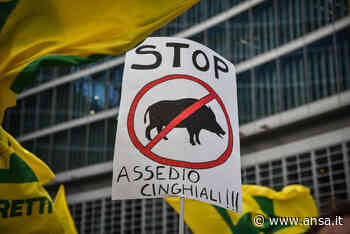 Lotta all'emergenza cinghiali, Regione andrà all'Ispra - Agenzia ANSA