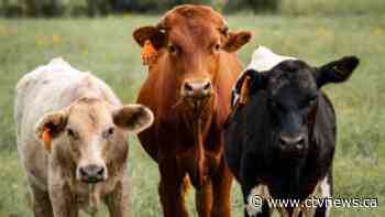 'You are not a cow': FDA begs Americans to stop taking drug meant for livestock as COVID-19 remedy - CTV News
