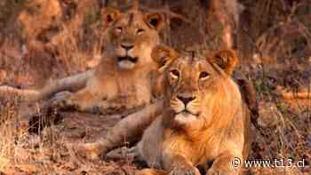 [VIDEO] Zoológico inverso: visitantes son encerrados en jaulas y los leones caminan libres - Teletrece