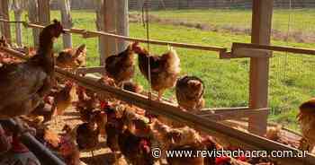 Gallinas libres de jaulas: ¿Fenómeno efímero o llegó para quedarse? - Revista Chacra