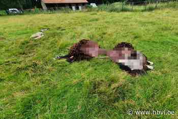 Wolf bijt op klaarlichte dag drie schapen dood in Reppel - Het Belang van Limburg