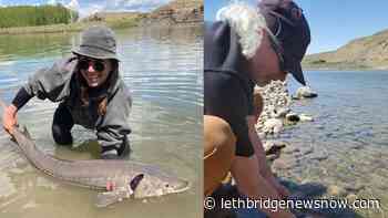 Lethbridge College project researching sturgeon diseases - Lethbridge News Now