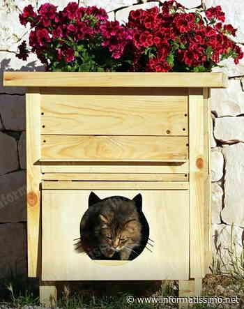 A Putignano arrivano le "Gattofioriere" - Putignano Informatissimo