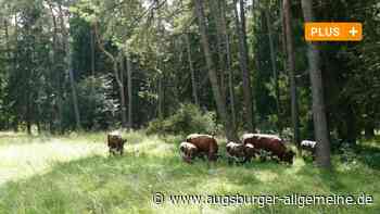 Der Naturschutz im Augsburger Stadtwald stößt auf Hindernisse