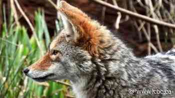Wildlife experts investigate why coyotes have attacked dozens of people in Vancouver