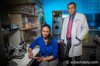 Neuroscientists Discover Beige Fat “Indispensable” in Protecting Brain From Dementia