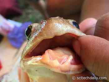 Freaky Fanged Frog Discovered in the Philippines