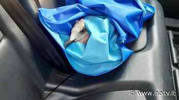 Poliziotti soccorrono un gabbiano con un'ala spezzata in piazza Santa Maria - NoiTV - La vostra televisione