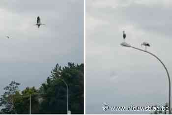 Vrouw filmt tientallen ooievaars die boven N17 cirkelen: “Beelden die ik niet gauw zal vergeten”