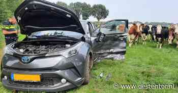 Koeien kijken verschrikt op bij ongeval Vinkenbuurt: auto vliegt weiland in - De Stentor