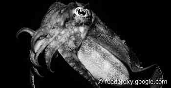 What The Cuttlefish Might Teach Us About The Ability To Remember