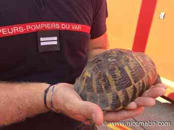 "Elle n’aurait jamais pu survivre": les pompiers sauvent une tortue de l'incendie du Var
