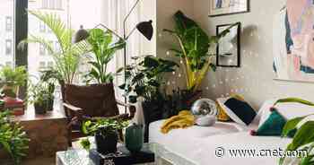 The best places to buy plants online     - CNET