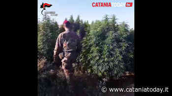 Azienda agricola si era "riconvertita" alla produzione di marijuana: scatta il sequestro - CataniaToday