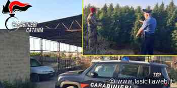 Grammichele, 'erba' nel caseificio - lasiciliaweb | Notizie di Sicilia