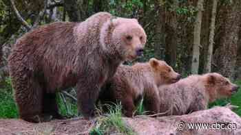 Grizzly territories in B.C. line up with Indigenous language communities, new study suggests