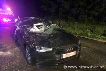 Vrouw rijdt tegen omgevallen boom en raakt daarbij zwaargewond