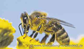 Unterstützung für Insekten: Staderin sammelt Unterschriften für die Rettung der Bienen - Stade - Kreiszeitung Wochenblatt