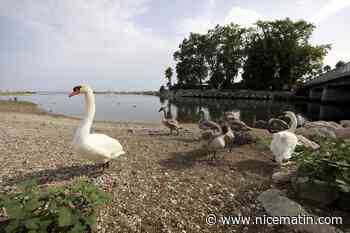 "Des pièges pour les animaux": les cygnons, victimes des incivilités dans le Loup