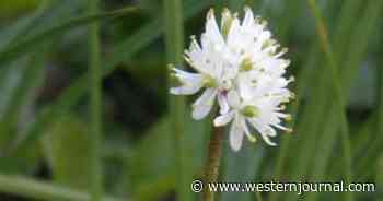 New North American Carnivorous Flower Discovered Hiding in Plain Sight; Have You Ever Spotted One?
