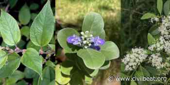 Let's Create An Urban Forest Network Of Native Plants - Honolulu Civil Beat