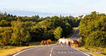 Why is the New Forest called the New Forest? The role played by William the Conqueror - Hampshire Live