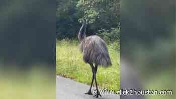 Emu at large: Rogue bird seen roaming around Roman Forest - KPRC Click2Houston