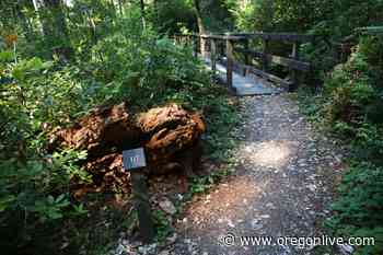 Hike through an old-growth forest, hidden on the banks of the lower Rogue River - OregonLive