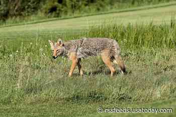 Los Angeles school gets unexpected visitor as coyote walks into classroom on first day of school