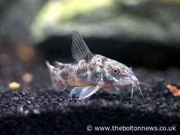 New Bolton fish emporium to open this September