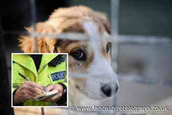 Letter: Tough penalties for dognapping are long overdue