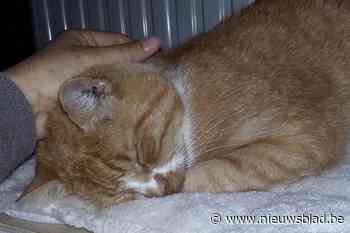 Structurele steun voor Poezencentrale - Het Nieuwsblad