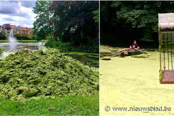 Pro Natura vist honderden kilo's gifgroen eendenkroos uit parkvijver: “Enkel baggeren lijkt deze invasie te ku - Het Nieuwsblad