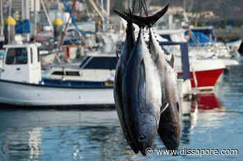 Fermo pesca, stop al pesce fresco in tutto l’Adriatico - dissapore