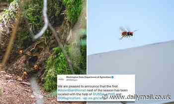 First murder hornet nest of 2021 found in Washington State after officials put tracker on them