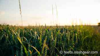 EPA bans food pesticide after decades of controversy and health risks