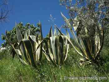 Pourquoi il faut absolument bannir de nos jardins ces espèces de plantes