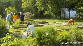 This 'food forest' in Fredericton will see visitors foraging for fruits, nuts