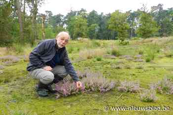 Heidestruiken groeien weer in Zwart Goor