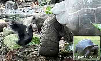 'Vegetarian' giant tortoise is filmed attacking and killing a seabird