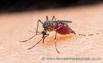 Expert warns of mosquito increase in UK - how to avoid bites