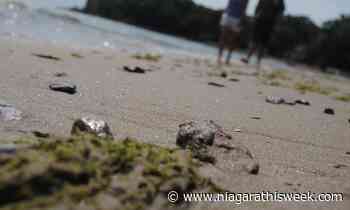 News Pink sunsets, golden sand, and green algae: summertime at Port Colborne's Cedar Bay Beach Port - Niagarathisweek.com