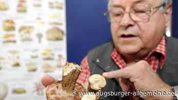 Experte: Gute Schwammerl-Saison wird immer wahrscheinlicher