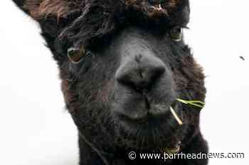 Owner of condemned alpaca Geronimo calls on Boris Johnson to intervene - Barrhead News